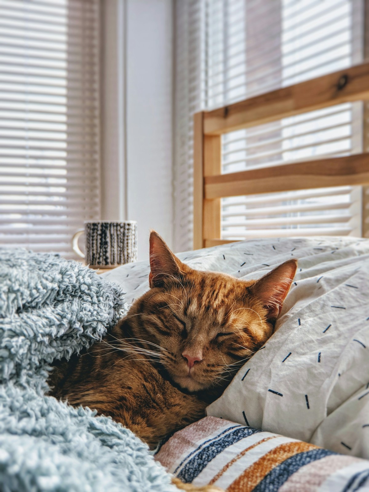 Cozy cat at home
